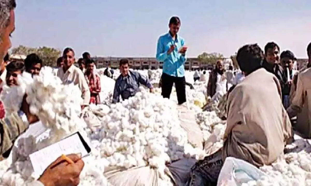 Cotton farmers face huge losses