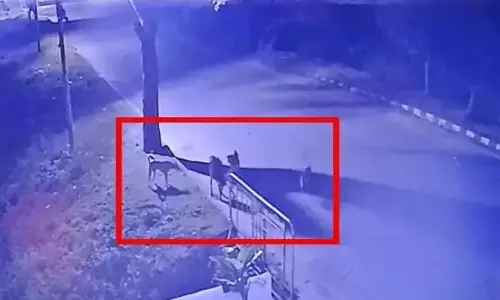 Calf killed by stray dogs, captured on CCTV footage