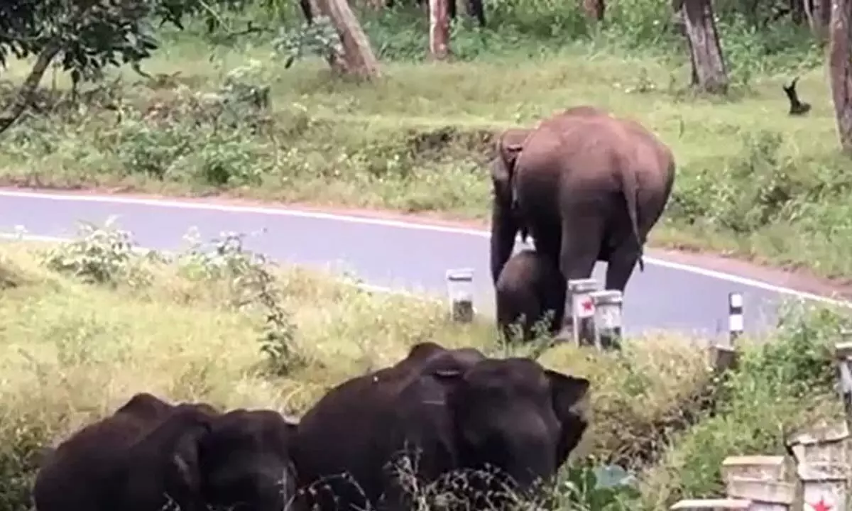 Watch The Trending Video Of A Mother Elephant Guiding Her Baby How To Cross A Road With Caution