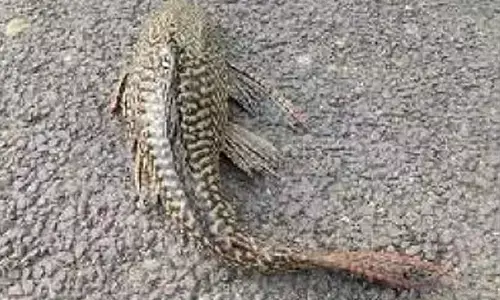 South American Suckermouth Armoured Catfishes Found In Tamil Nadu