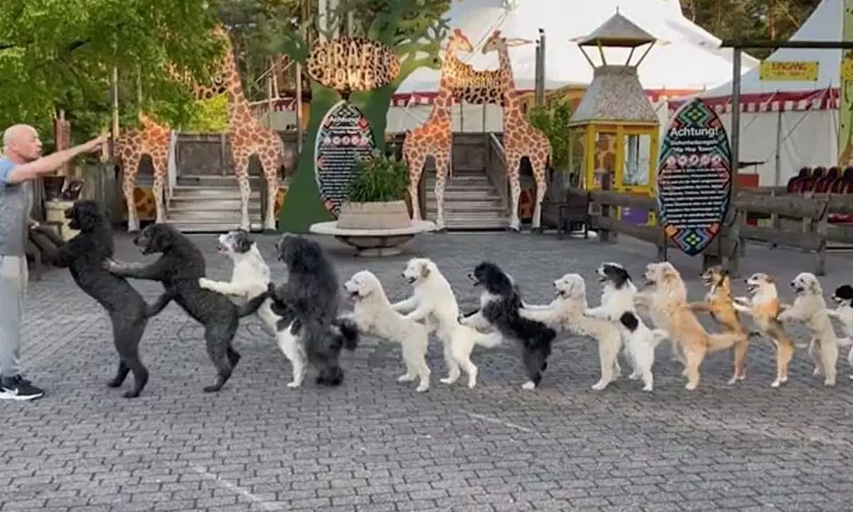New Guinness World Record Has Been Achieved By 14 Dogs