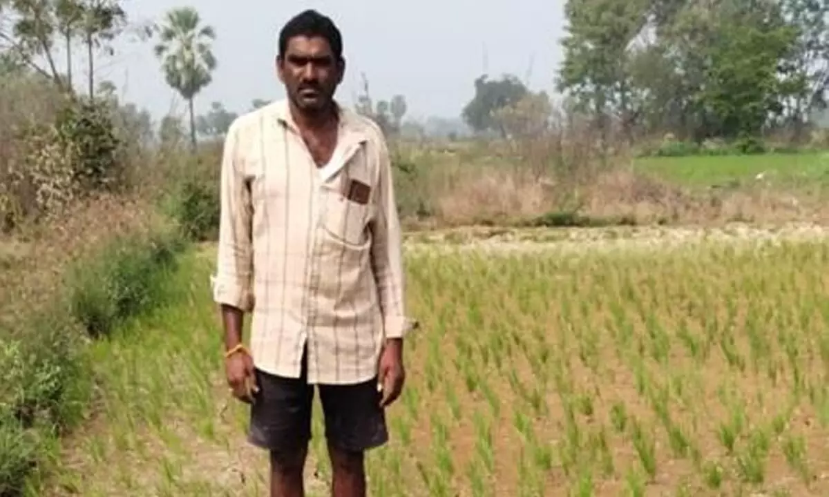 A farmer Jarpula Ravi in his paddy field in Dharma Thanda in Kusumanchi mandal of Khammam district