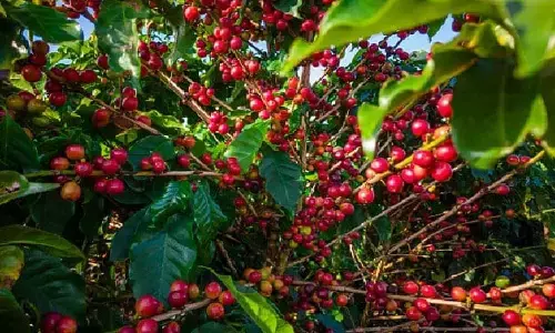 Coffee planters disappointed with Budget