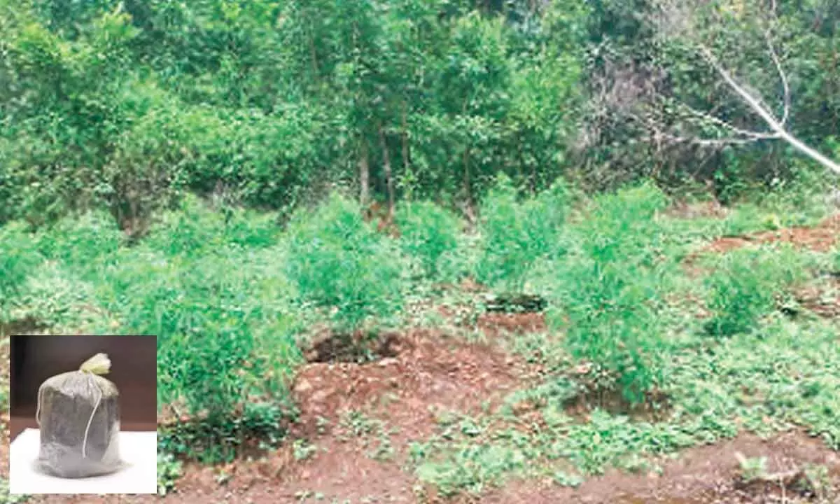 Ganja plantation in the Chintoor mandal of Alluri Sitharama Raju district