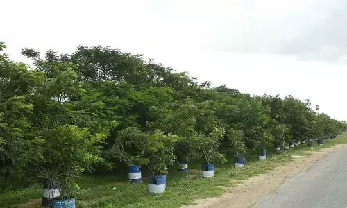 Green measures help curb high levels of pollution