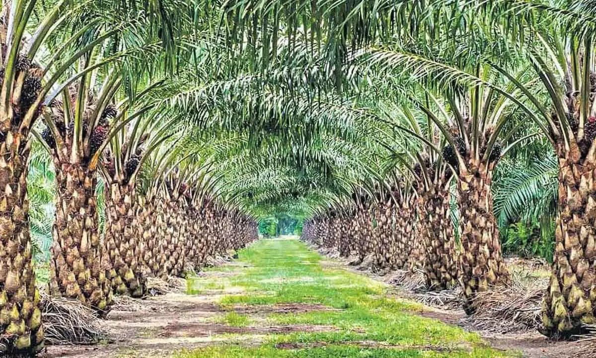 TS aims to emerge as largest palm oil producer in country