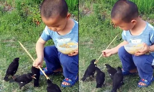 Trending Video Of Young Boy Feeding Birds