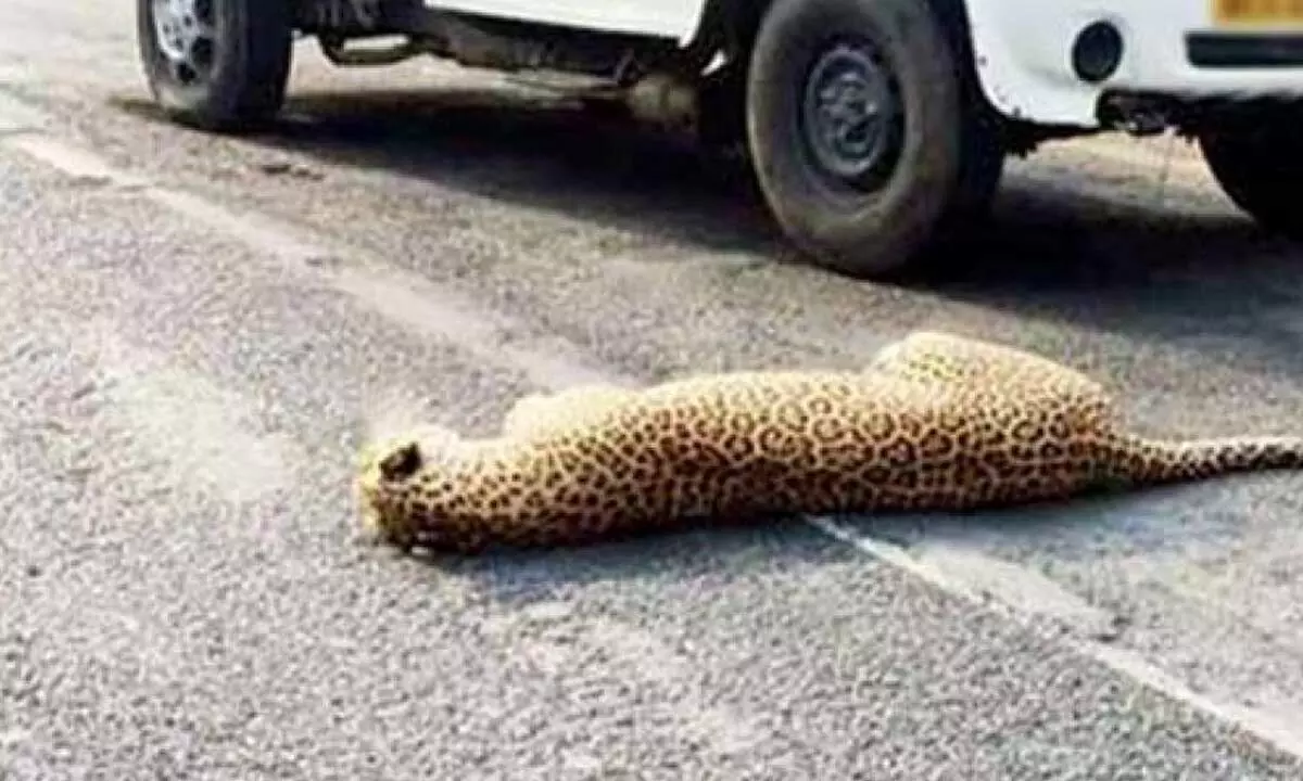 Leopard killed in road accident