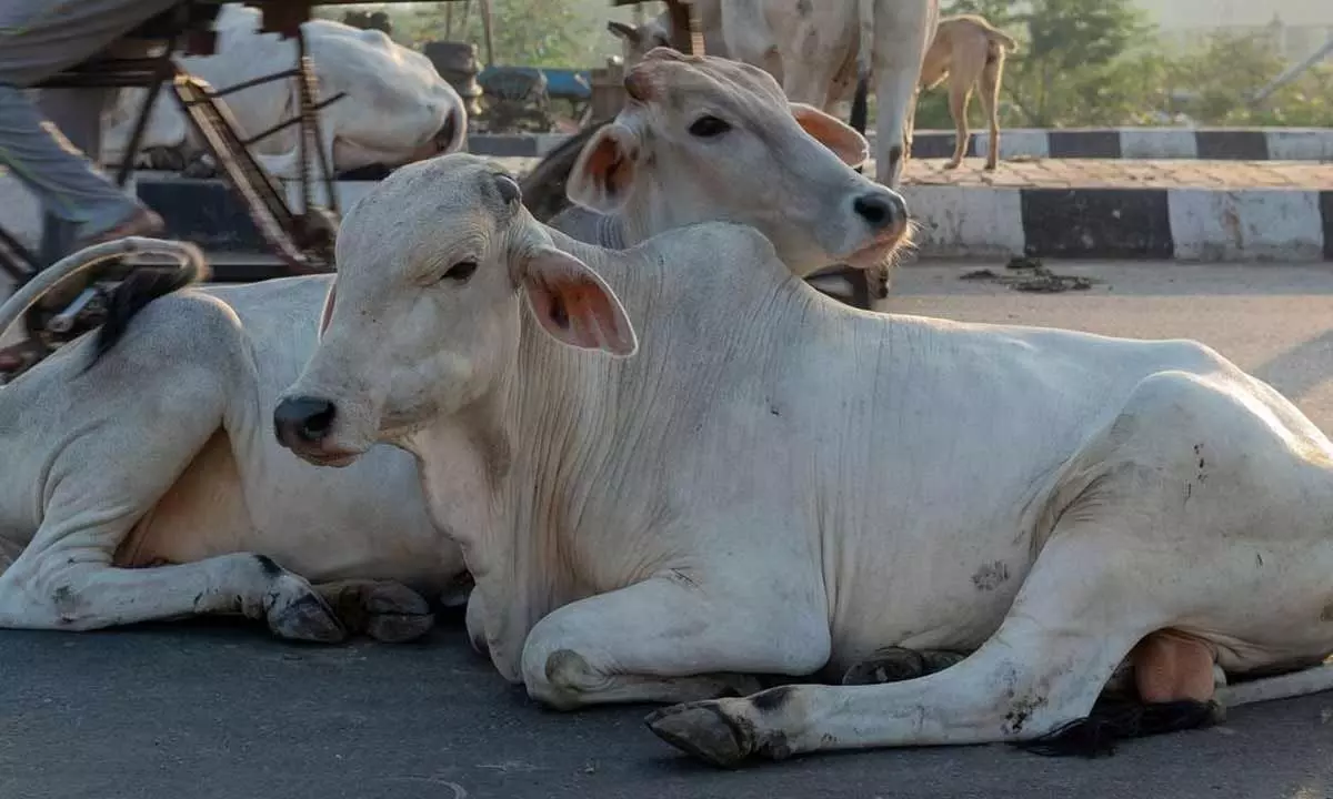 People urged to celebrate Cow Hug Day on Feb 14