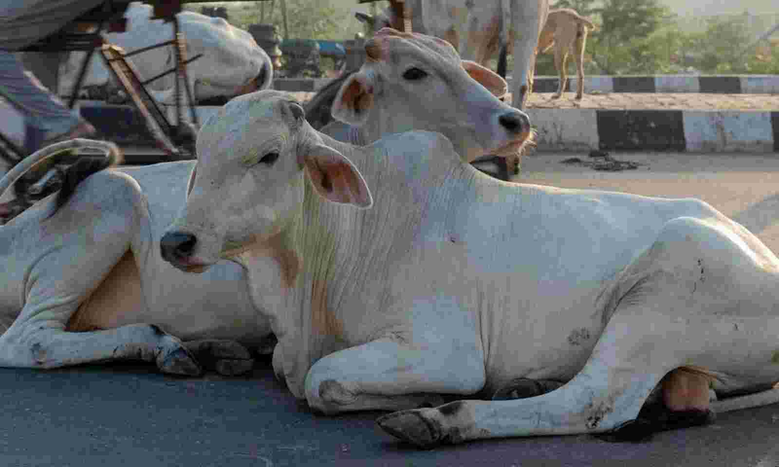 Vijayawada: People urged to celebrate Cow Hug Day on Feb 14