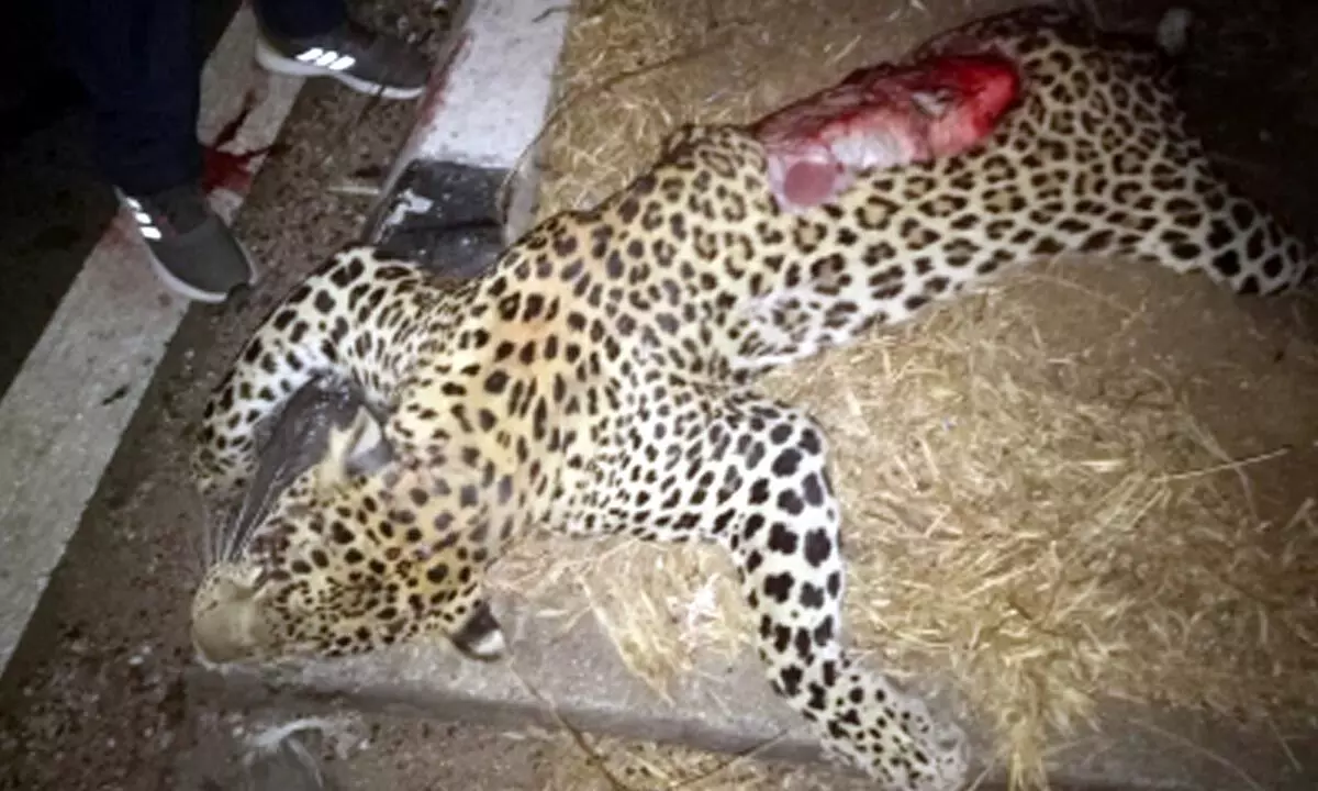 Another leopard run over by speeding vehicle in Telangana
