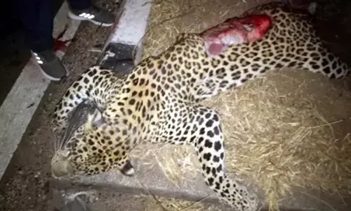 leopard: Latest News, Videos and Photos of leopard | The Hans India - Page 1