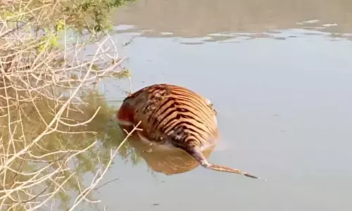 Foul play suspected in tiger’s death
