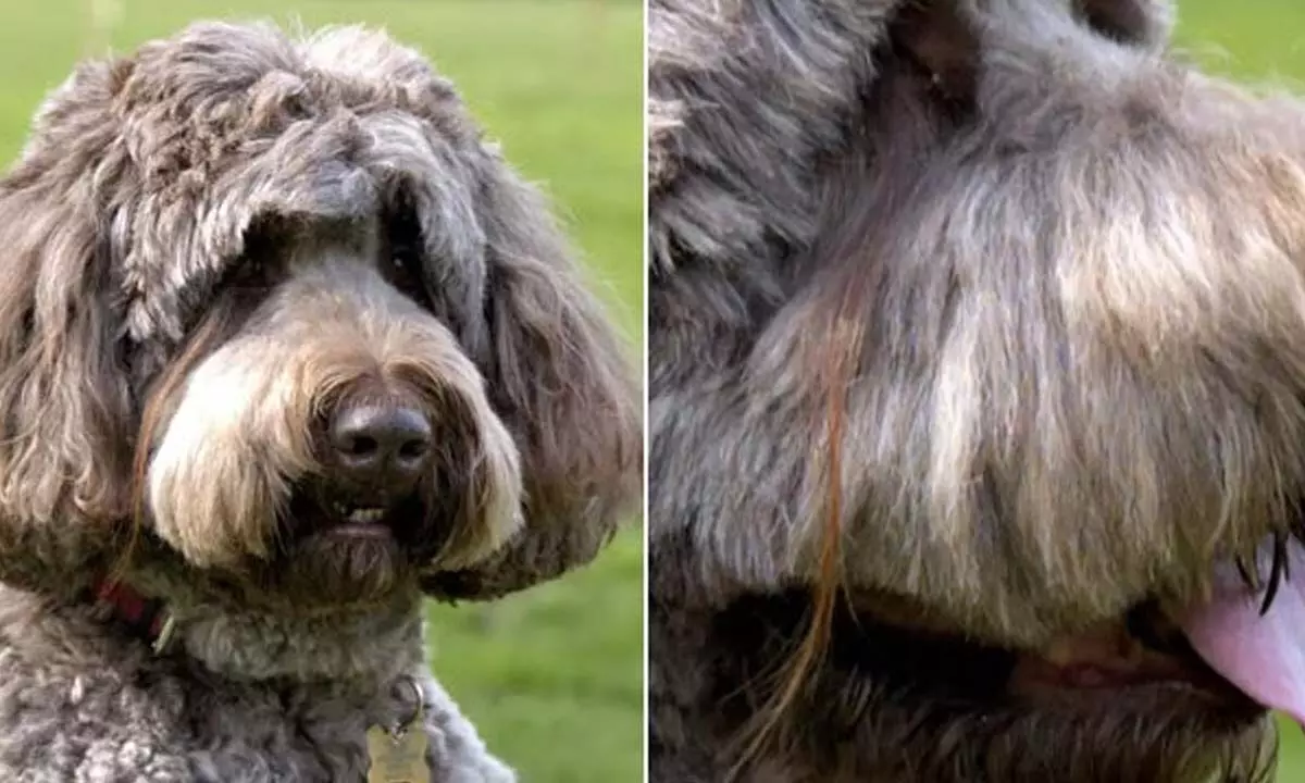 Dog From America Sets Guinness World Record For Longest Eyelash