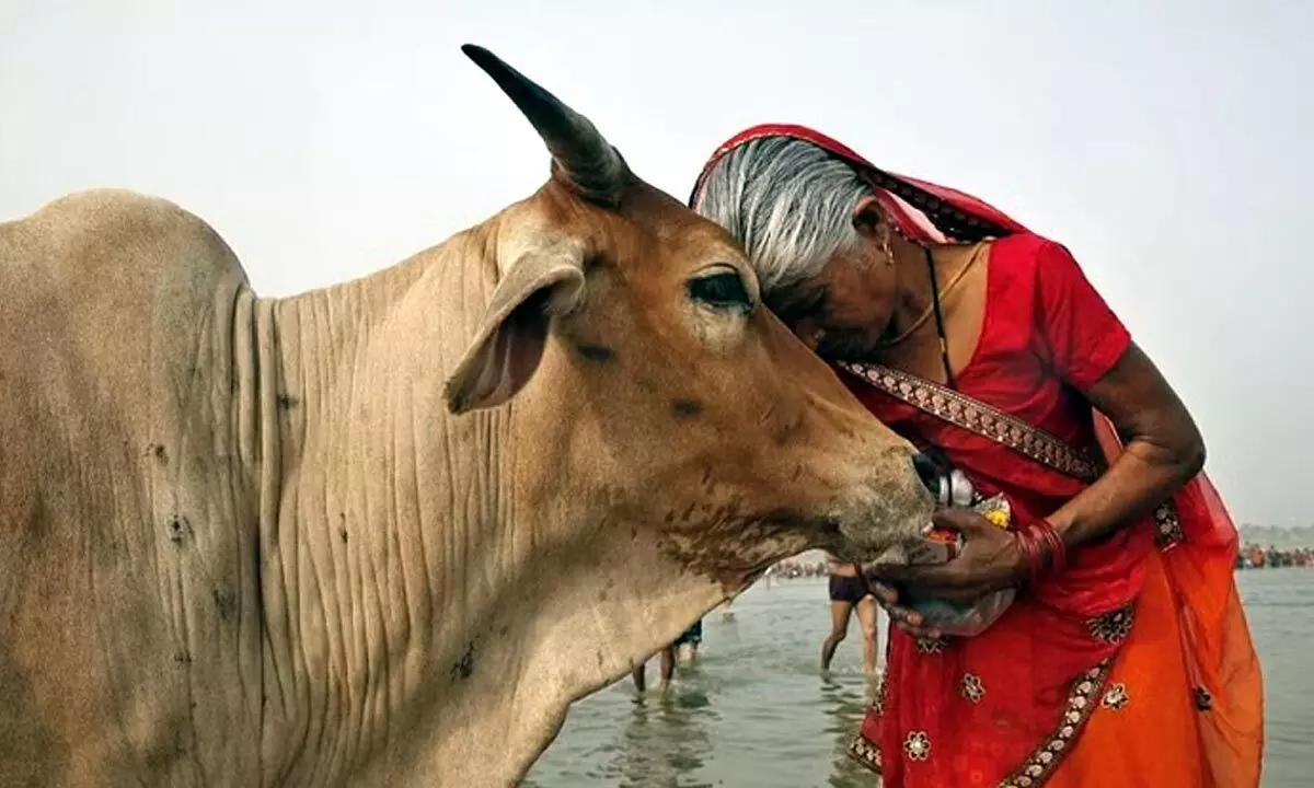 A woman worships a cow as she offer prayers to the River Ganges, in Allahabad. (Photo | AP)