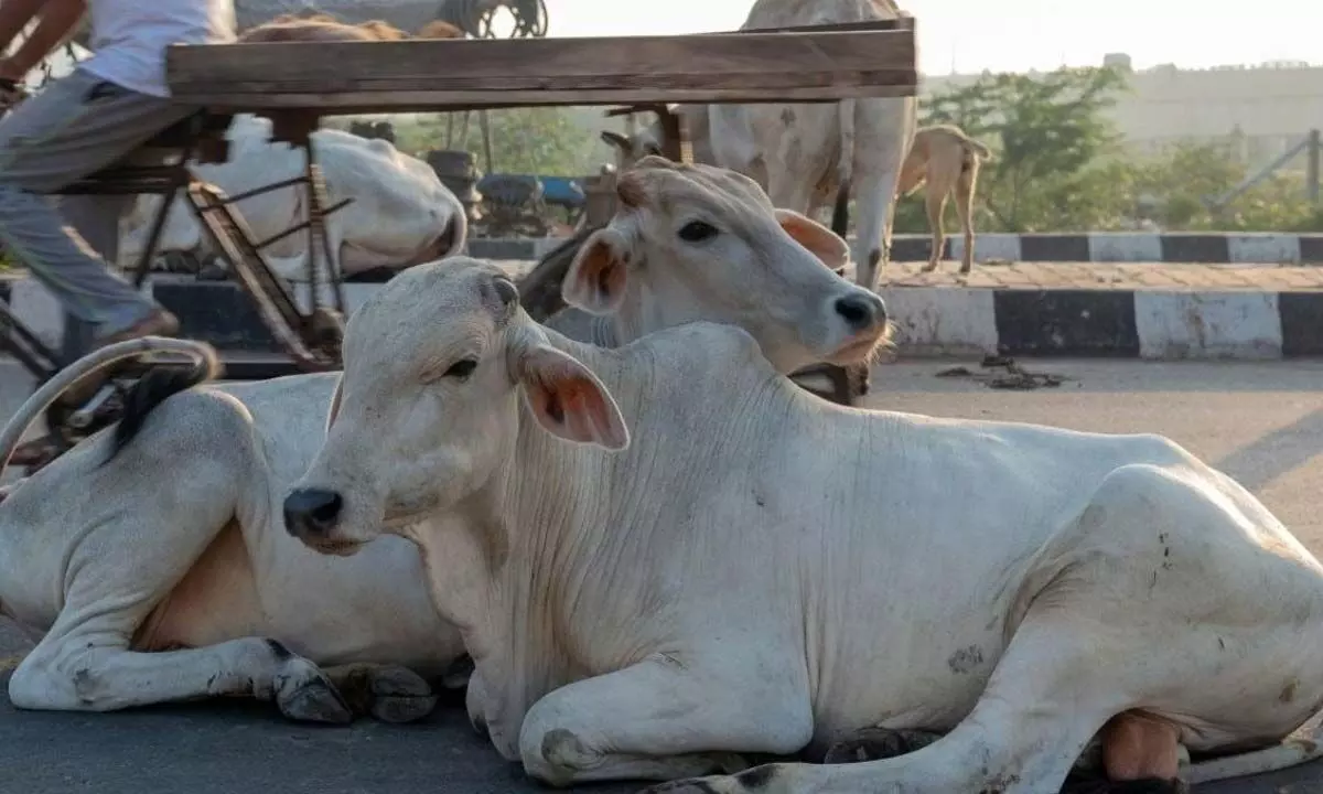 Appeal to celebrate Feb 14 as Cow Hug Day withdrawn