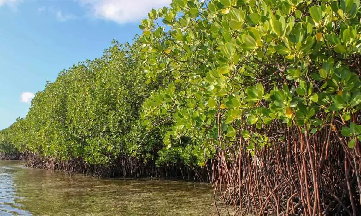 Mangrove rejuvenation project in AP hangs in balance