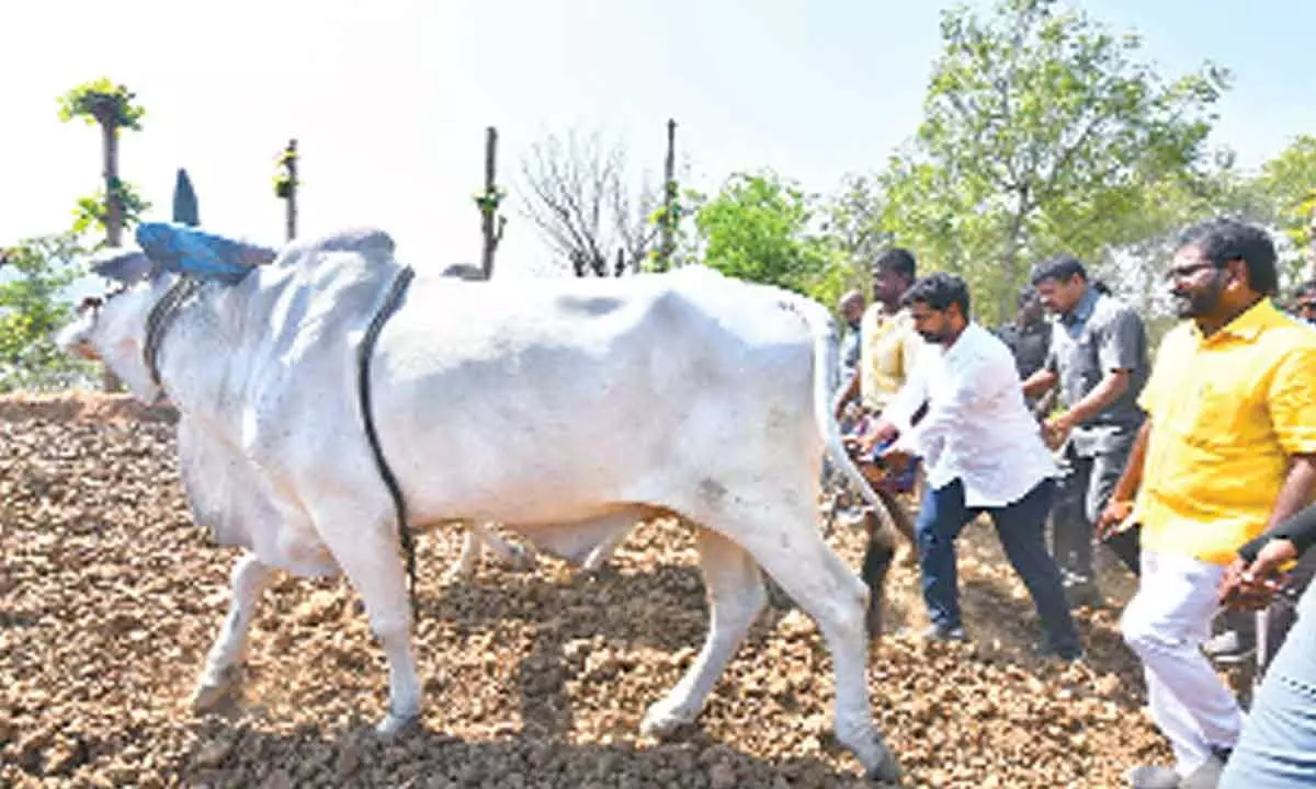 TDP national general secretary Nara Lokesh ploughing an agricultural field at Yeguva Kamma Kandriga in GD Nellore constituency on Friday