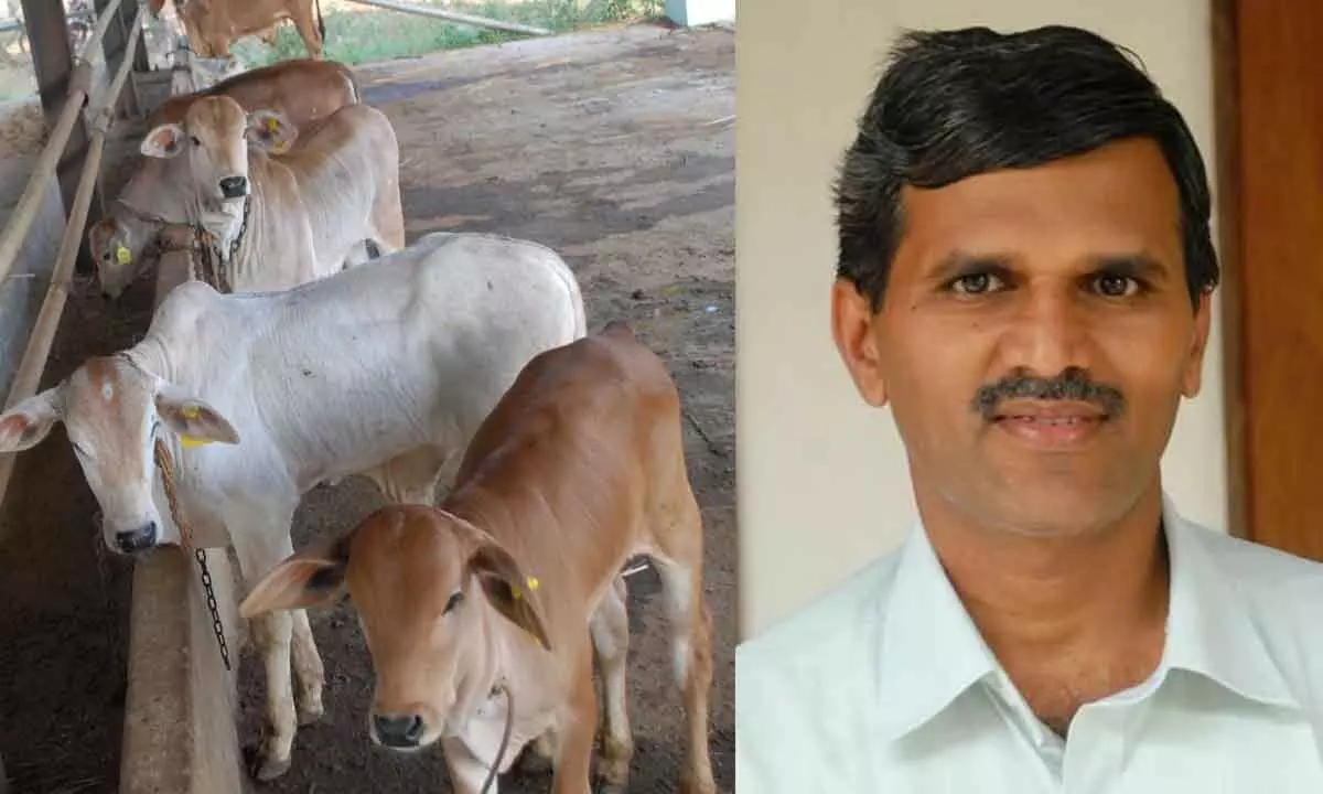 Calves born with Artificial Insemination at the Cattle Breeding Farm in Chadalawada; Dr M Mutharao, principal scientist at Livestock Research Station in Lam Farm, Guntur