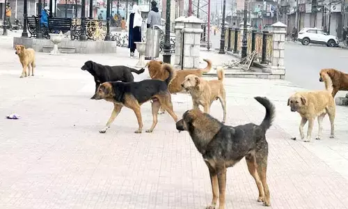 Sterilisation, ARV key to control rabies
