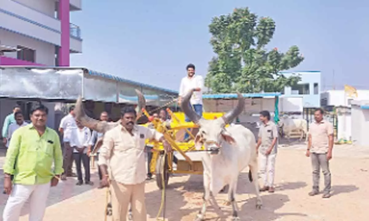 District TDP president Jyotula Naveen riding a bullock cart at Jaggampeta constituency
