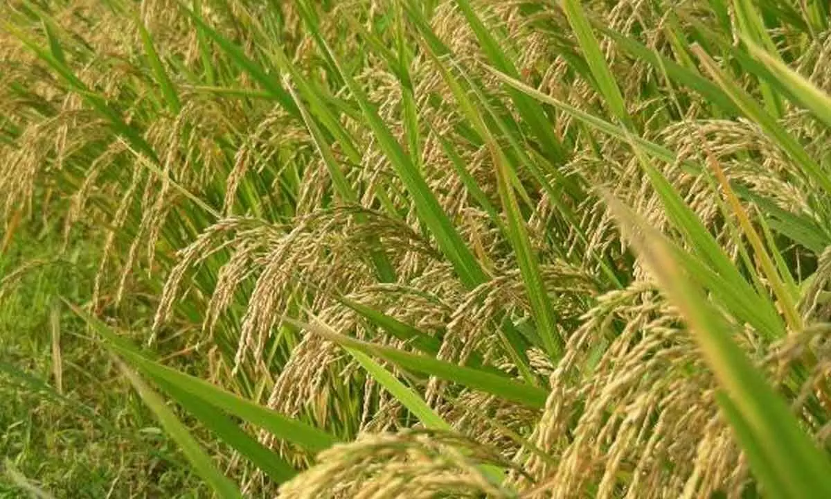 Paddy cultivation declines due to spurt in production cost
