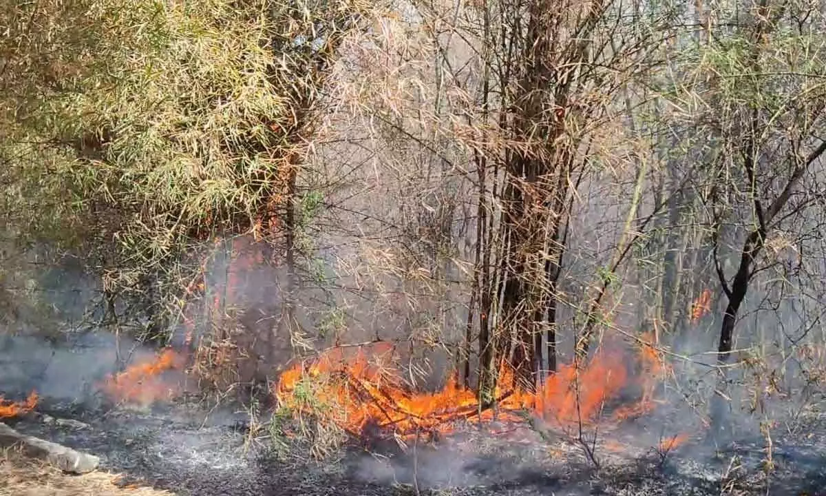 Bamboo bushes caught in fire