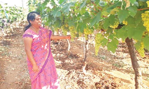 Hyderabad: Grape Research Station to invite site visitors with appealing berries