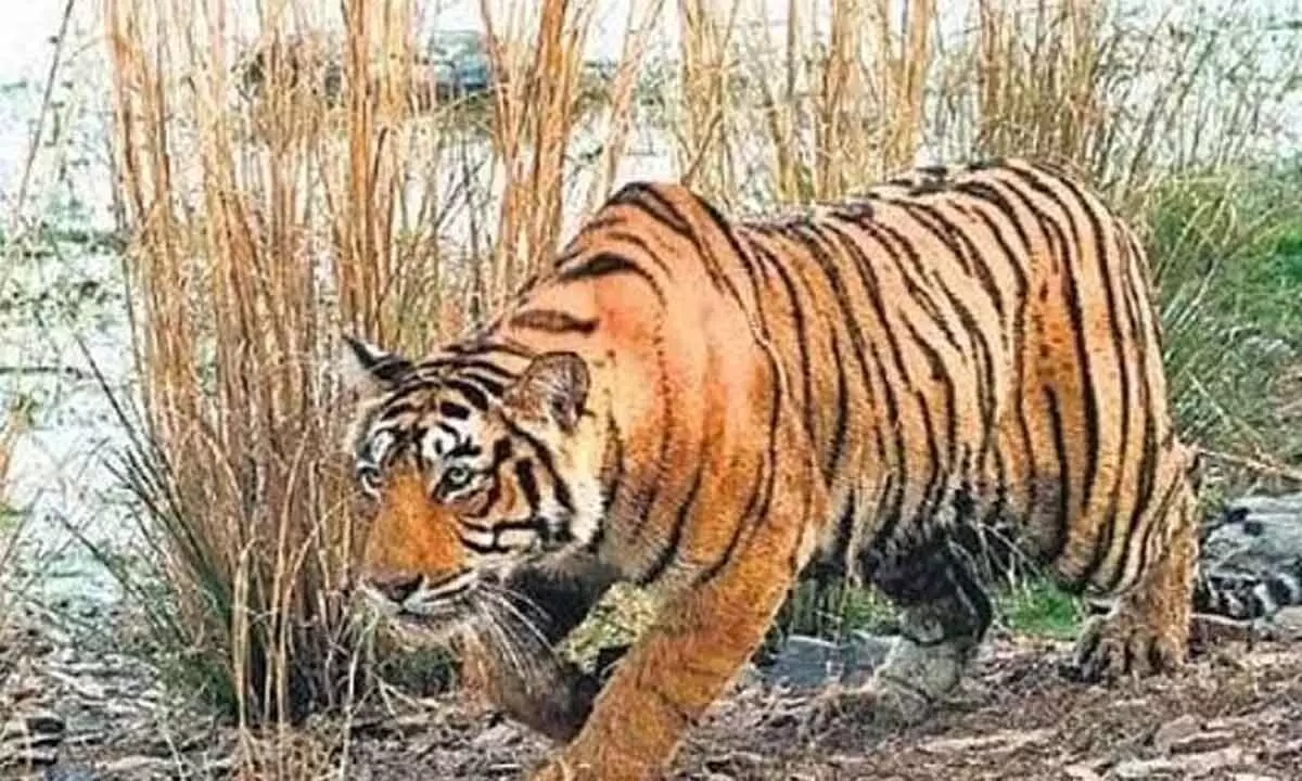 A tiger Attacks And Murders Two Relatives Twice In 15 hours