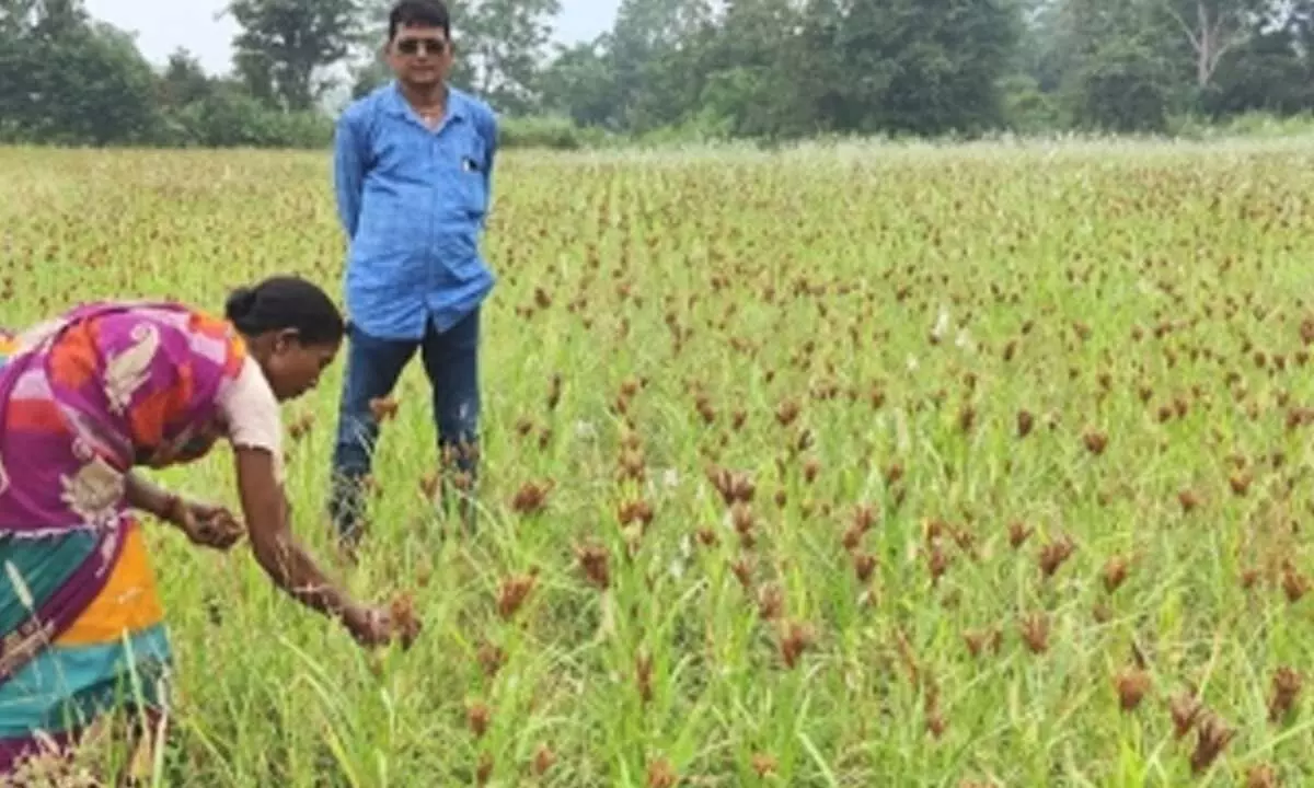 Farmers cultivating Gulla Ragulu in Kotananduru mandal of Kakinada district