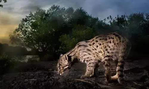 Mangrove fishing cats hunted, driven away