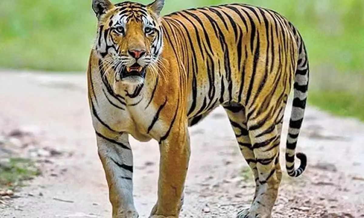 Man-Eater Tigress Captured In Karnataka