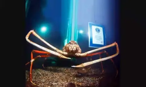 Photos Of Guinness World Record Achievers Giant Crab Went Viral