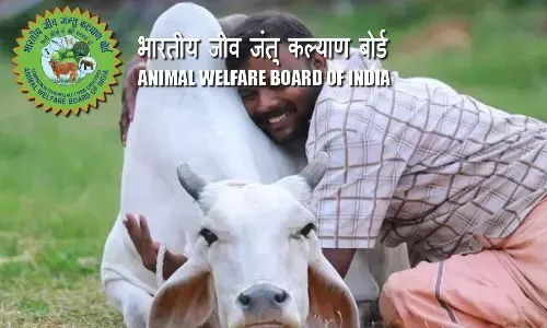 Cow Hug Day observed in State; Cow cuddle therapy comes to light