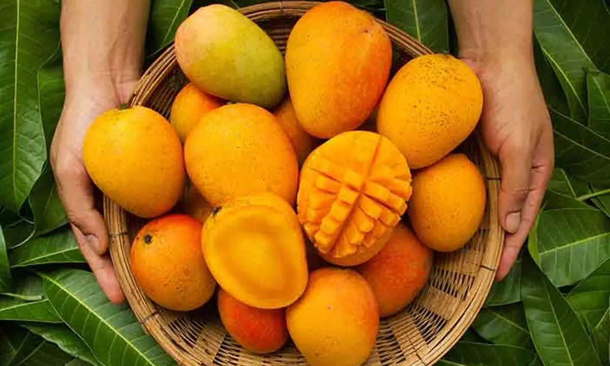 Mankurad mango costs Rs 6K per dozen in Goa
