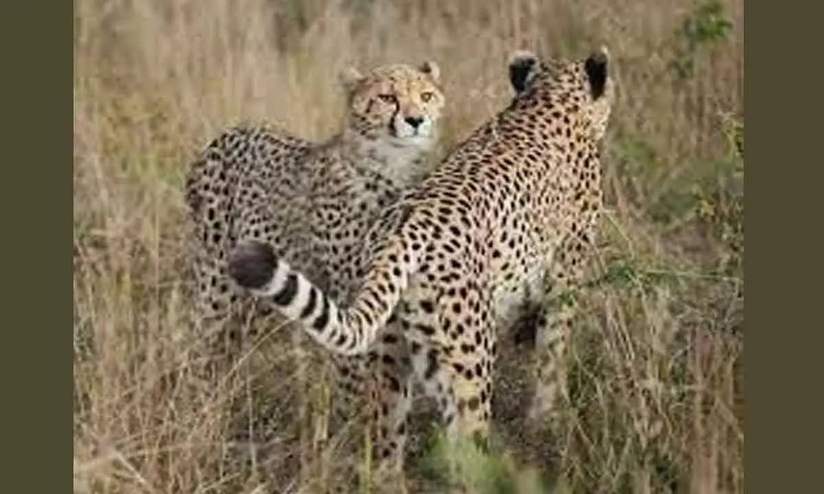12 more cheetahs released at Kuno National Park in MP
