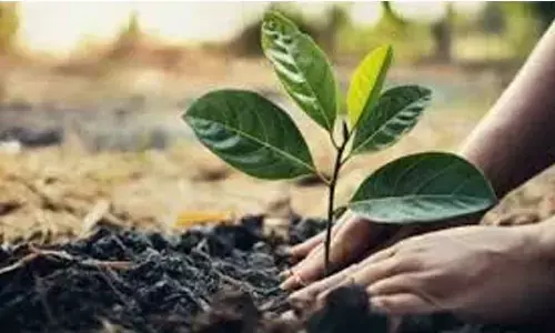 Soil health key to food security, biodiversity