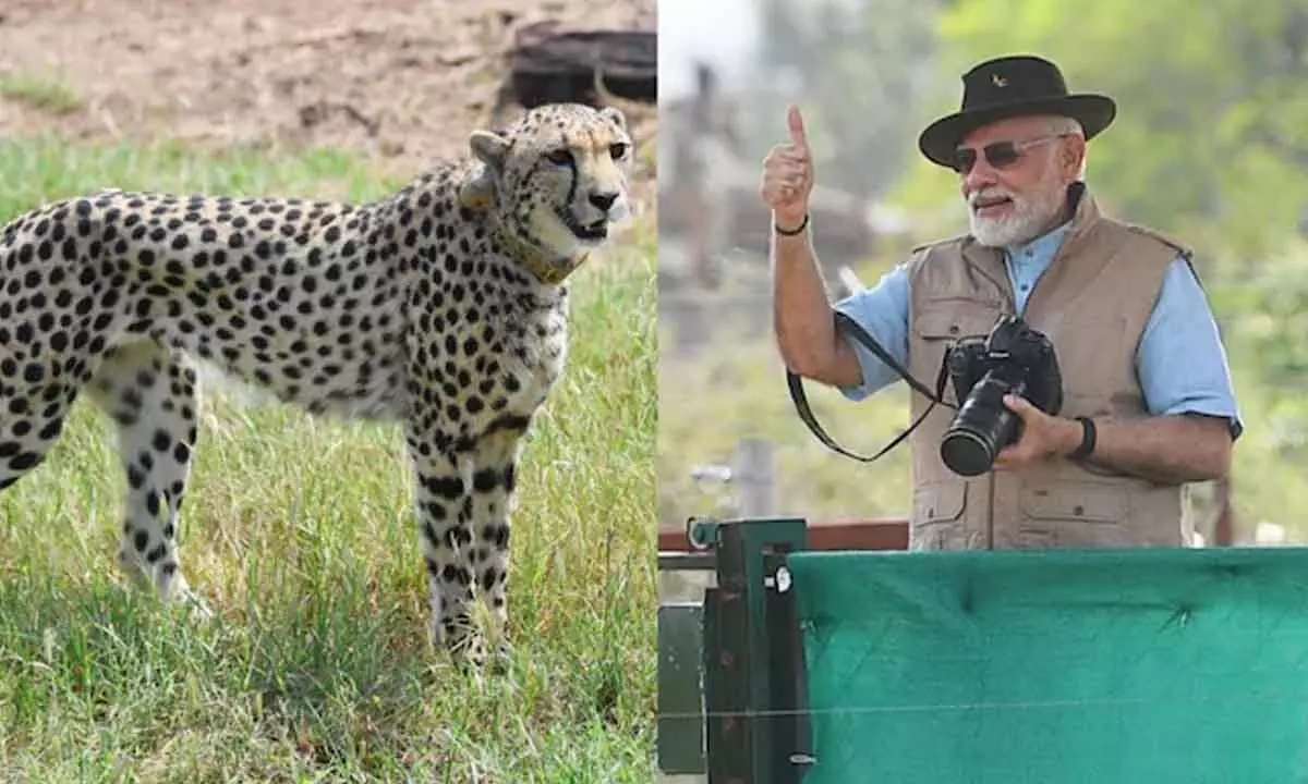 Arrival of cheetahs to boost Indias biodiversity, says PM Modi