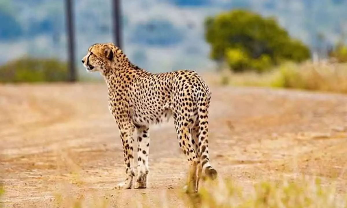 Twelve South African Cheetahs Are Welcomed To Kuno National Park