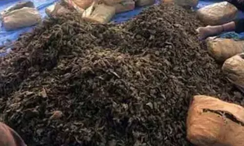 Ganja worth Rs 15 lakh seized in Kothagudem