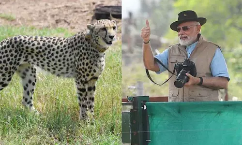 Arrival of cheetahs to boost Indias biodiversity, says PM Modi