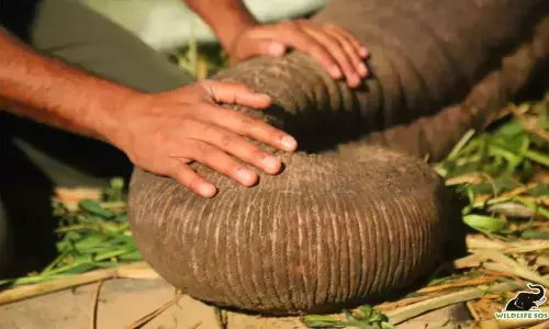 Moti elephant that brought millions to tears is finally at peace