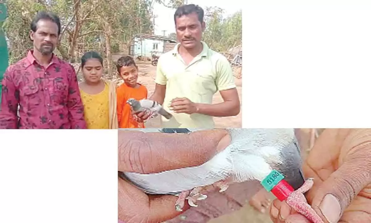 Hurt pigeon rescued; video goes viral on social media