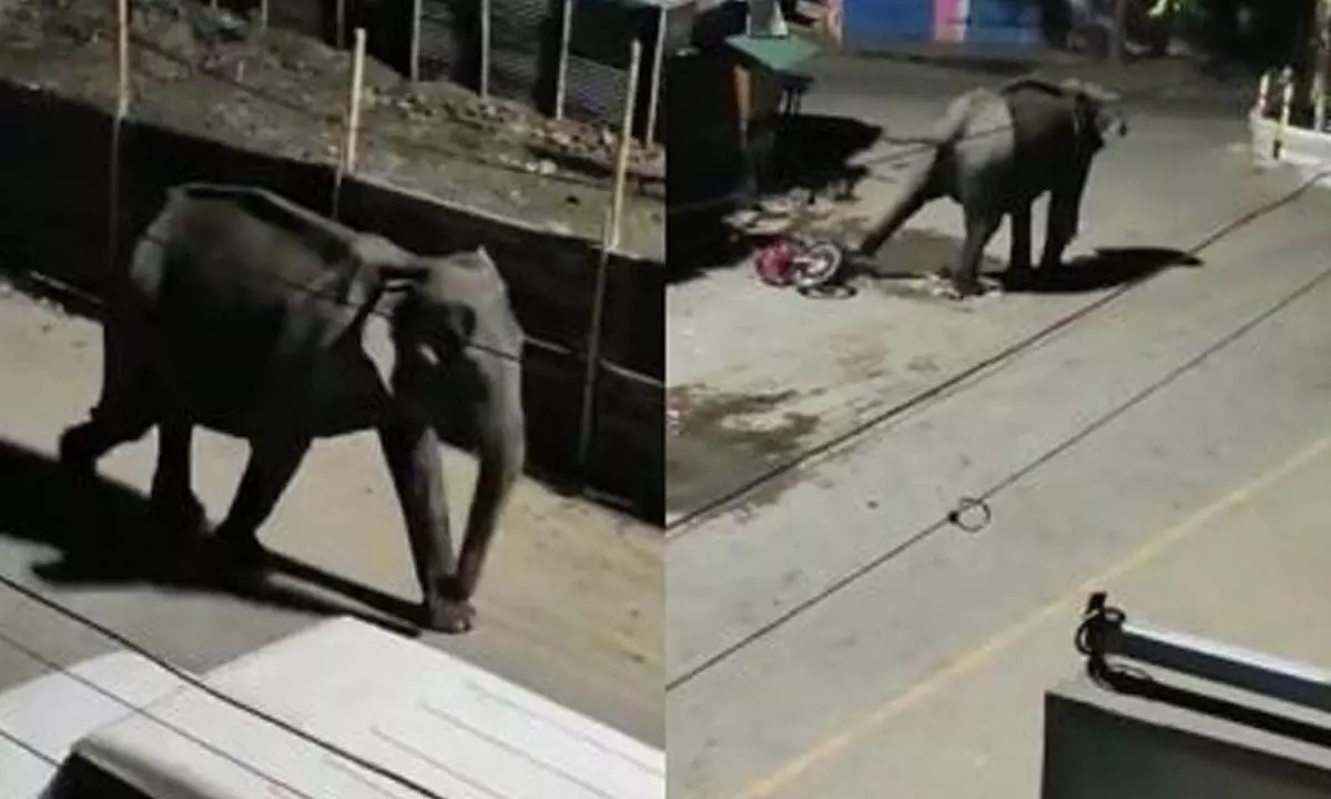 Wild elephant attack creates fear psychosis in coastal town