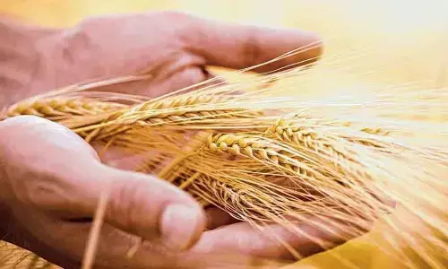 Govt sets up committee to monitor impact of rise in temp on wheat crop