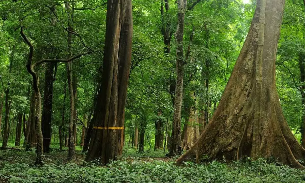 114-yr-old teak planted by British fetches record price of ` 40 lakh