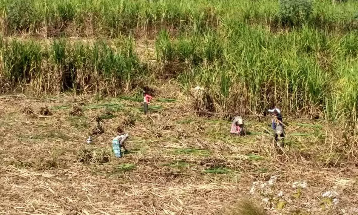 Farmers harvesting sugarcane crop at Dallavalasa village in Ponduru mandal in Srikakulam district