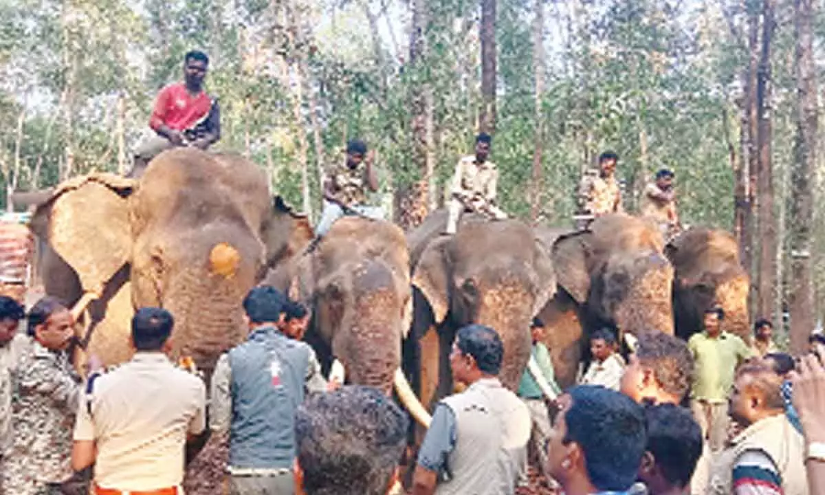 Capture operations afoot, foresters sure of netting rogue elephant