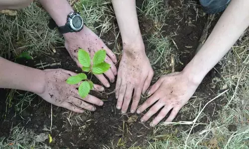 Delhi govt to plant 52 lakh trees