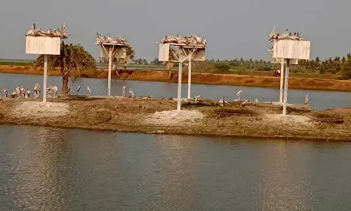 Kolleru bird Sanctuary at Atapaka near Kaikaluru